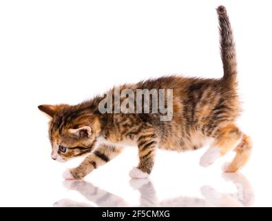 Tricolor kleine Kätzchen geht und schnuppert alles auf einem weißen Hintergrund. Seitenansicht. Stockfoto