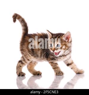 Europäische Tricolor Kurzhaar Kitten steht auf weißem Hintergrund und miaut. Stockfoto