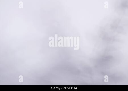 Graue Schatten aus Blättern an einer hellen Wand. Monochromes Konzept. Stockfoto