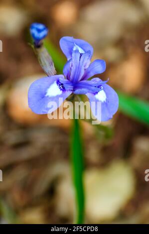 Blaue Iris oder Barbary Nut, (Moraea sisyrinchium syn. Gynandriris sisyrinchium) fotografiert in Israel im März eine Zwergiris, in der Gattung Moraea, nativ Stockfoto