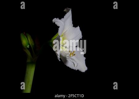 Nahaufnahme einer einzigen weißen Amaryllis Blüte isoliert Auf schwarzem Hintergrund mit Kopierplatz Stockfoto