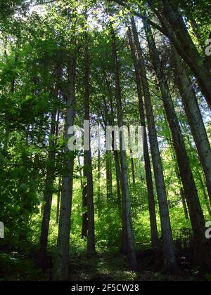 Hohe und majestätische Bäume am Eingang in einem tiefgrünen Wald. Buche oder Fagus sylvatica in kontinentalen oder gemäßigten Klimazonen gefunden Stockfoto