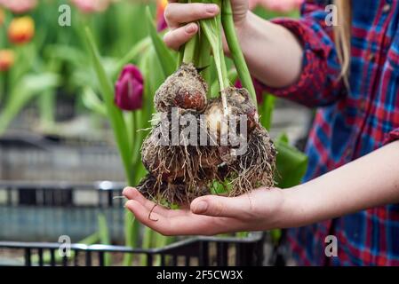 Weibliche Hand halten Tulpe Blume mit Glühbirnen Stockfoto