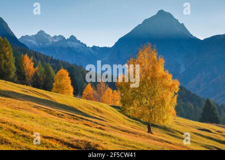 Geographie / Reisen, Schweiz, Birke vor dem Gipfel Nair, Graubünden, Zusatz-Rights-Clearance-Info-not-available Stockfoto