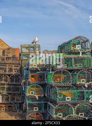 Ein Stapel farbenfroher Hummertöpfe am Kai. Eine Möwe sitzt auf dem Stapel und ein blauer Himmel ist oben. Stockfoto