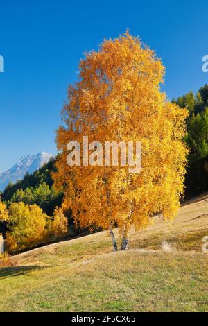 Geographie / Reisen, Schweiz, Birke im Unterengadin, Additional-Rights-Clearance-Info-not-available Stockfoto