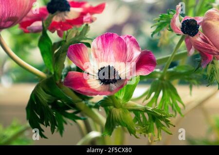 Ein wildes Bouquet von kultivierten roten und violetten Anemone coronaria Blumen Stockfoto