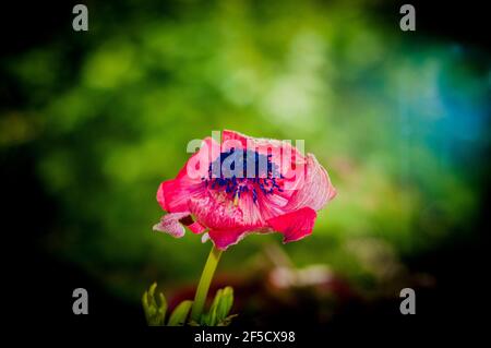 Ein wildes Bouquet von kultivierten roten und violetten Anemone coronaria Blumen Stockfoto