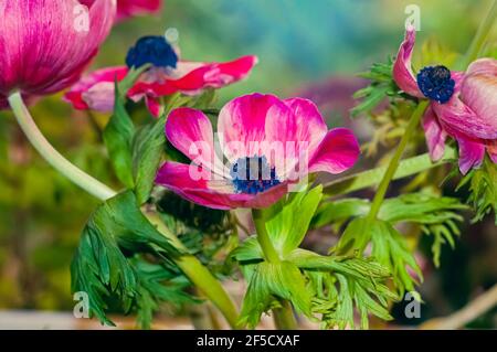 Ein wildes Bouquet von kultivierten roten und violetten Anemone coronaria Blumen Stockfoto