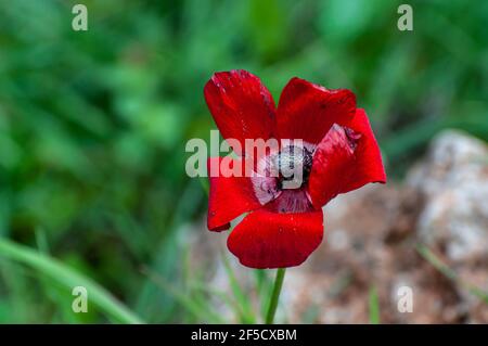 Eine verwelkende rote Anemone coronaria Blume Stockfoto