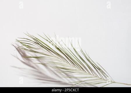 Palmblatt mit Schatten auf hellgrauem Hintergrund. Ostern und Palmsonntag Konzept. Speicherplatz kopieren. Stockfoto