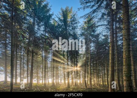 Geographie / Reisen, Schweiz, Wald mit Nebelschwaden, Schwyz, Additional-Rights-Clearance-Info-not-available Stockfoto