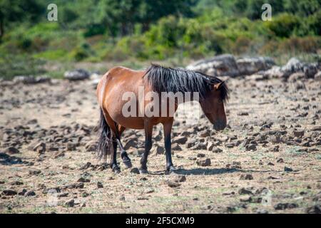 Cavallini della Giara, Wildpferde, Giara di Gesturi basaltischer Hochland, Marmilla, Provinz Medio Campidano, Sardinien, Italien Stockfoto