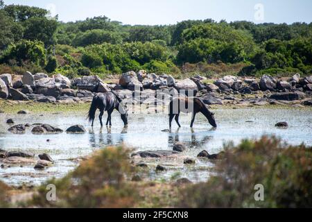 Cavallini della Giara, Wildpferde, Giara di Gesturi basaltischer Hochland, Marmilla, Provinz Medio Campidano, Sardinien, Italien Stockfoto