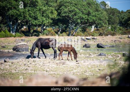 Cavallini della Giara, Wildpferde, Giara di Gesturi basaltischer Hochland, Marmilla, Provinz Medio Campidano, Sardinien, Italien Stockfoto