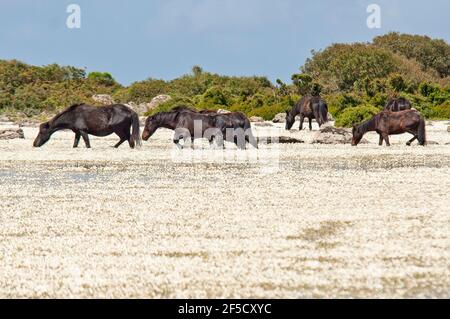 Cavallini della Giara, Wildpferde, Giara di Gesturi basaltischer Hochland, Marmilla, Provinz Medio Campidano, Sardinien, Italien Stockfoto