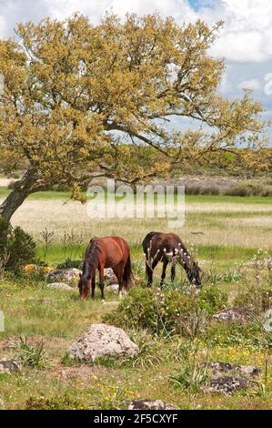 Cavallini della Giara, Wildpferde, Giara di Gesturi basaltischer Hochland, Marmilla, Provinz Medio Campidano, Sardinien, Italien Stockfoto