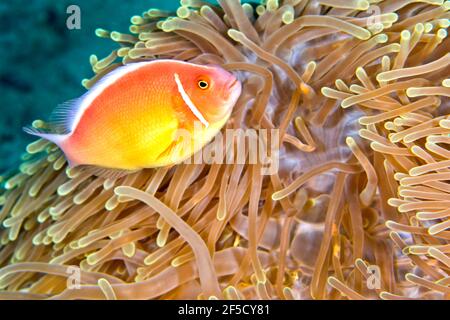 Rosa Anemonefisch, Amphiprion perideraion, prächtige Seeanemone, Ritteri anemone, Heteractis magnifica, Lembeh, Nord-Sulawesi, Indonesien, Asien Stockfoto