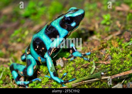 Grüner und schwarzer Giftdartfrosch, Dendrobates auratus, tropischer Regenwald, Costa Rica, Mittelamerika, Amerika Stockfoto
