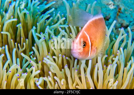 Rosa Anemonefisch, Amphiprion perideraion, prächtige Seeanemone, Ritteri anemone, Heteractis magnifica, Lembeh, Nord-Sulawesi, Indonesien, Asien Stockfoto