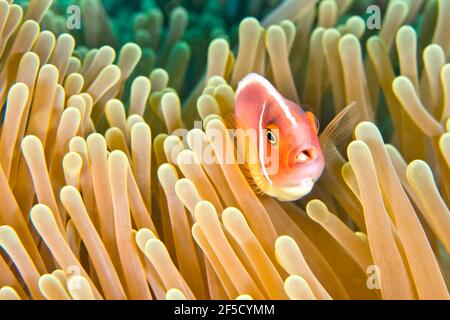 Rosa Anemonefisch, Amphiprion perideraion, prächtige Seeanemone, Ritteri anemone, Heteractis magnifica, Coral Reef, Lembeh, North Sulawesi, Indonesien Stockfoto