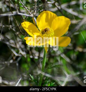 Der seltene, gelbe Ranunculus asiaticus, der persische Hahnenfuß, ist eine im östlichen Mittelmeerraum im Süden beheimatet Art von Hahnenfuß (Ranunculus) Stockfoto