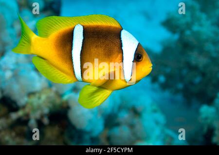 Rotes Meer Clownfisch, Zweibänderanemonefisch, Amphiprion bicintus, Korallenriff, Rotes Meer, Ägypten, Afrika Stockfoto