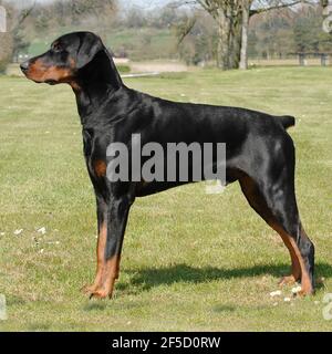 Dobermann-Pinscher, Dobermann-Hund Stockfoto