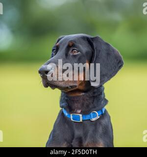 Dobermann pinscher, dobermannischer Hundewelpe Stockfoto