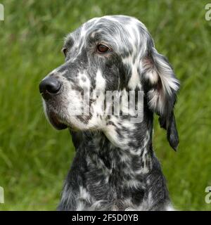 Englisch setter Stockfoto