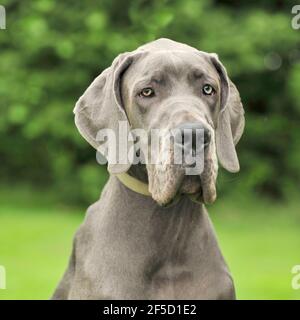 Blauer Dänenhund Stockfoto