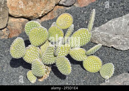 Stammt aus Mexiko. Anstelle von Stacheln hat er einige mm lange Cluster weißer oder gelber Glochiden. Sie sind Stachelhaar und dünner als menschliches Haar Stockfoto