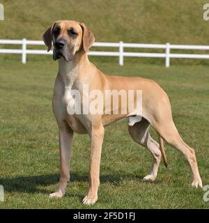 Fawn großen dänen Hund Stockfoto