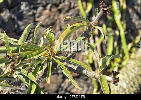 Heimisch in Madagaskar. Keine Palme, sondern eine hohe Sukulente, die einigen Palmen ähnelt. Stockfoto