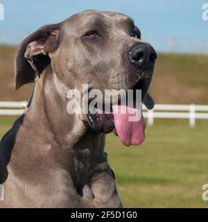 Blauer Dänenhund Stockfoto