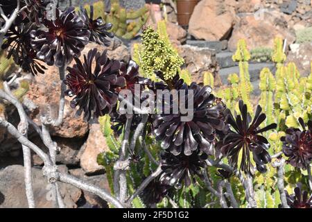 Aeonium arboreum atropurpureum, Tree houseleek Stockfoto