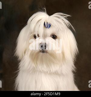 malteser Terrier Hund Stockfoto