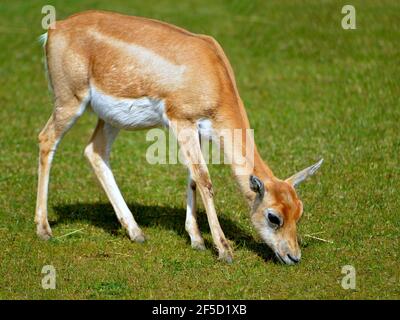 Weiblicher Schwarzbock (Antilope cervicapra) auch bekannt als die indische Antilope, ist eine Antilope, die in Indien und Nepal beheimatet ist, grast und vom Profil aus gesehen Stockfoto