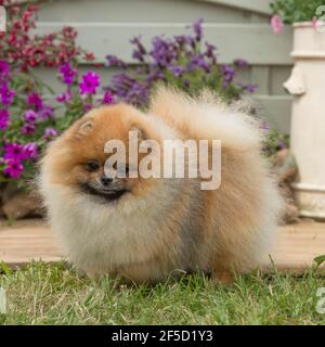 Pommerschen Hund Stockfoto