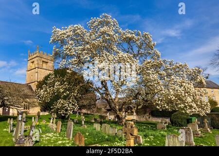 Spring Magnolia Baum in St. Faith's Kirchhof in der Cotswold Dorf Overbury, Worcestershire, England Stockfoto