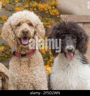 Zwei standard poodles Stockfoto