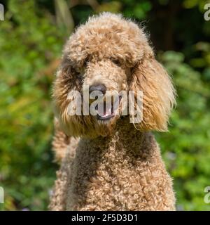 Großpudel Stockfoto