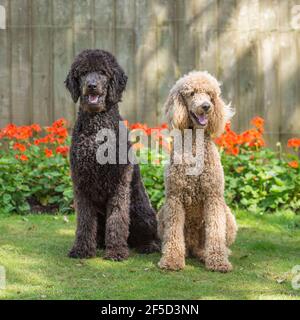 Zwei standard poodles Stockfoto