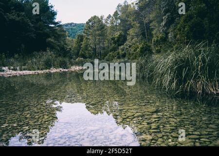 Ruhiger Bach mit vielen Steinen auf dem Weg, umgeben von viel grünem Wald in katalonien, spanien Stockfoto