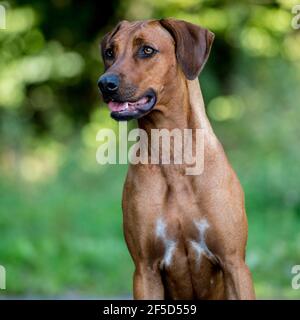 Rhodesian ridgeback Stockfoto