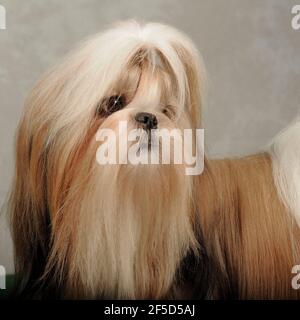 Shih tzu Stockfoto