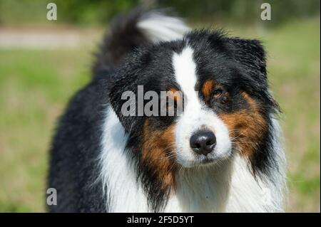 Australian Schäferhund in Natur Hintergrund Stockfoto