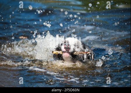 Schwimmende Grenze Collie Hund in einem See Stockfoto