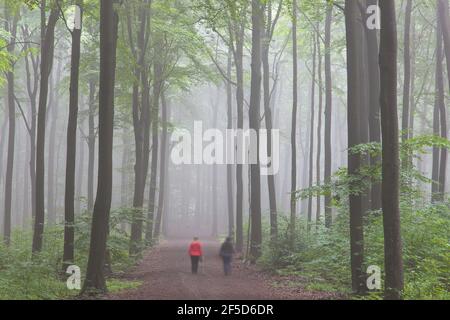 Buche (Fagus sylvatica), Wanderer im Nebelwald, Deutschland Stockfoto