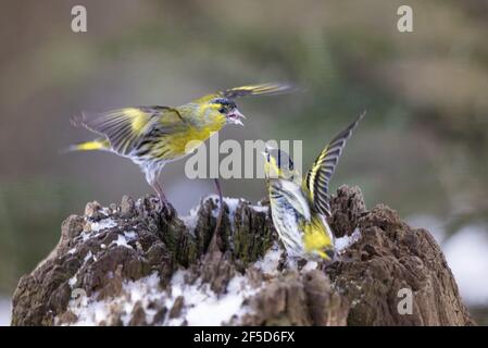 Fichtensikin (Spinus spinus, Carduelis spinus), zwei kämpfende Männchen, Deutschland, Bayern Stockfoto